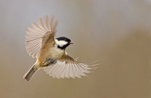 Coal Tit  in flight