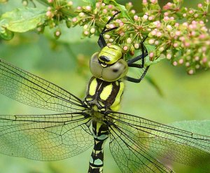 Southern Hawker Up Close