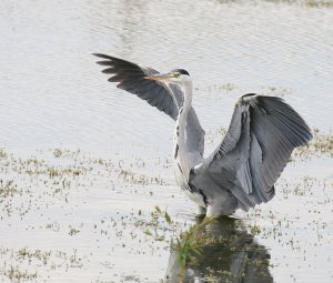 Grey Heron