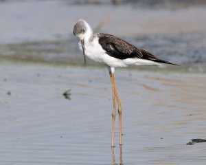 Long legged youngster