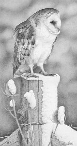 winter barn owl