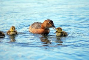 Pochard and young