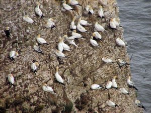 Gannets Galore