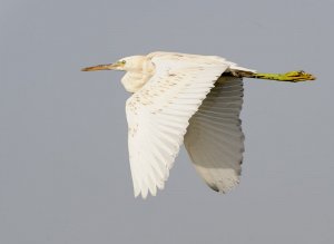 A heron from the western reefs