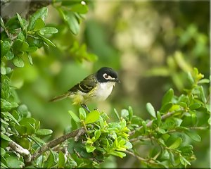 Flighty Little Fellow