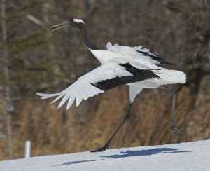 Red-crowned crane