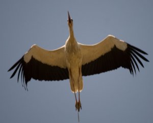 White Stork over Dalyan