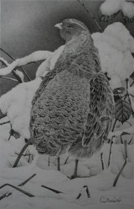 Winter chill-grey partridge