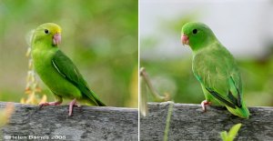 Pair of Green-rumped Parrotlets