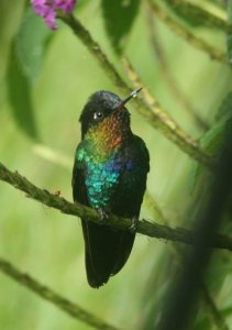 Fiery-Throated Hummingbird