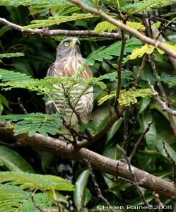 Roadside Hawk