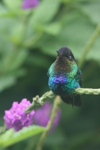 Fiery-throated hummingbird