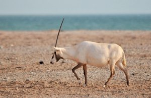 Arabian Oryx