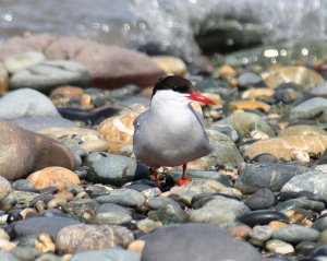 Arctic Tern