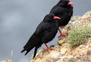 Chough