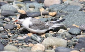 Arctic Tern (Juv)