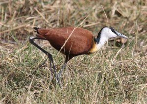 African Jacana