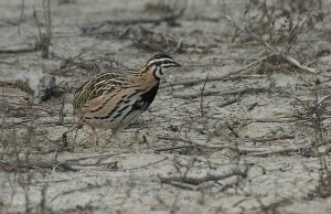 Rain Quail Male Coturnix coromandelica