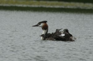 Podiceps cristatus Great Crested Grebe