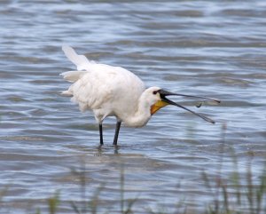 Spoonbill