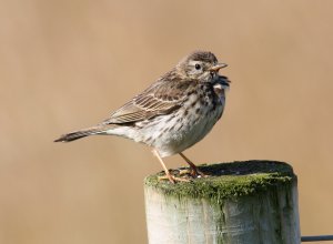 Meadow Pipit