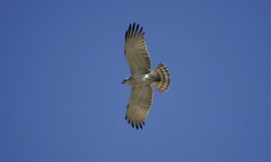 Short-toed Eagle