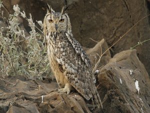 Indian Eagle Owl