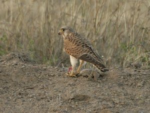 Falco tinnunculus