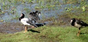 Magpie Goose and Goslings