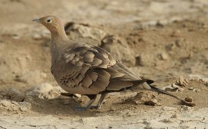 Chestnut bellied Sandgrouse