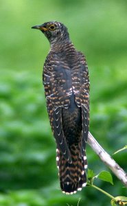 Eurasian Cuckoo