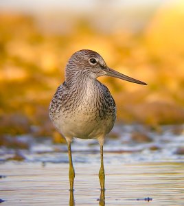 Greenshank