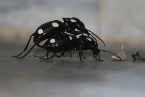 Anthia sexguttata Giant Ground Beetle