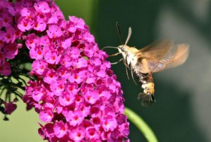 Clearwing Hummingbird Moth