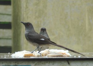 Long-tailed Sibias