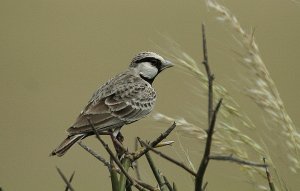 Eremopterix grisea  Ashy-crowned Saprrow Lark