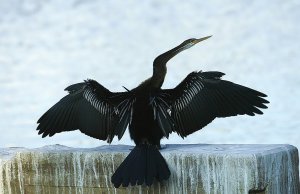 Anhinga melanogaster  Oriental Darter