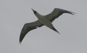 Sula dactylatra Masked Booby