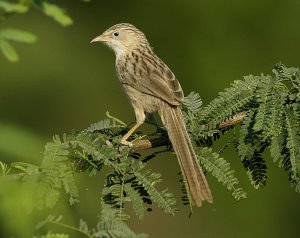 Common Babbler