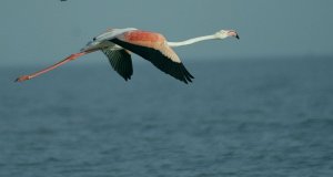 Greater Flamingo