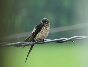Striated Swallow in the rain