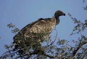 Gyps indicus Indian Vulture or Longbilled Vulture