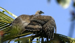 Pernis ptilorhynchus Oriental Honey Buzzard