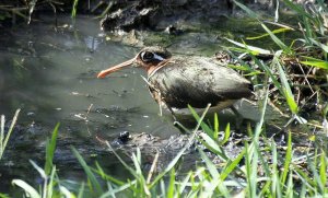 Rostratula benghalensis Painted Snipe