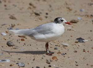 Mediterranean Gull