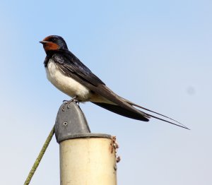 Swallow