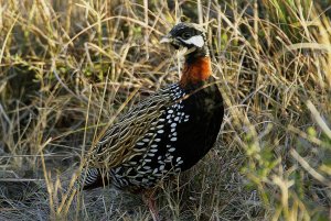 Black Francolin