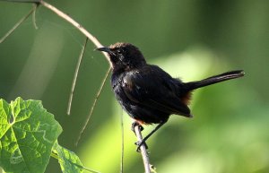 Indian Robin