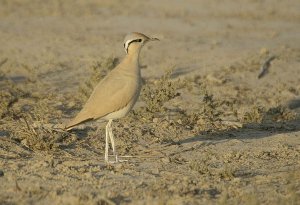 Cream -coloured Courser Cursorius cursor