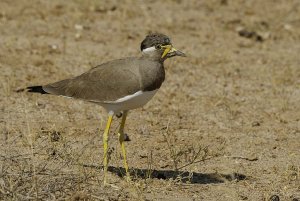 Vanellus malabaricus  Yellow-wattled Lapwing